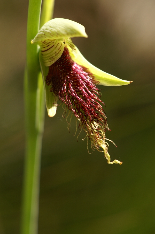 Calochilus robertsonii